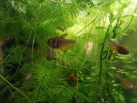 Alev tetra (Hyphessobrycon flammeus)
