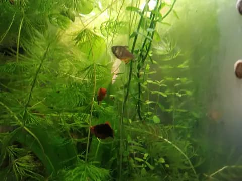 Alev tetra (Hyphessobrycon flammeus)