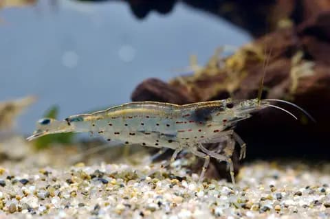 Amano karidesi (Caridina multidentata)