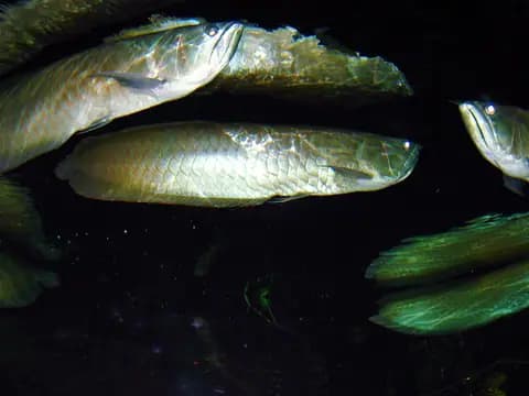 Aravana (Osteoglossum bicirrhosum)