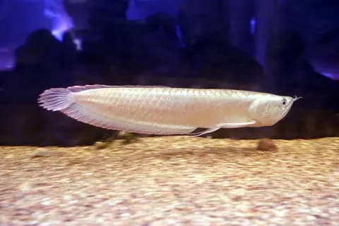 Aravana (Osteoglossum bicirrhosum)