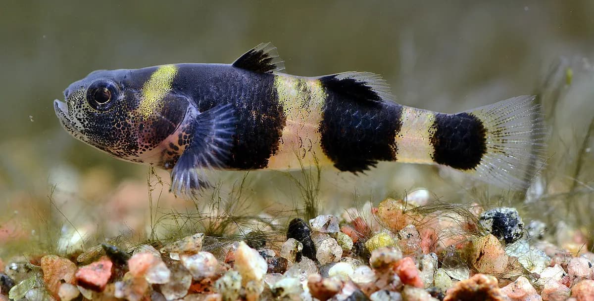 Arı gobisi (Brachygobius doriae)