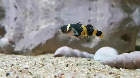 Arı gobisi (Brachygobius doriae)