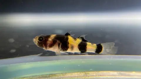 Arı gobisi (Brachygobius doriae)