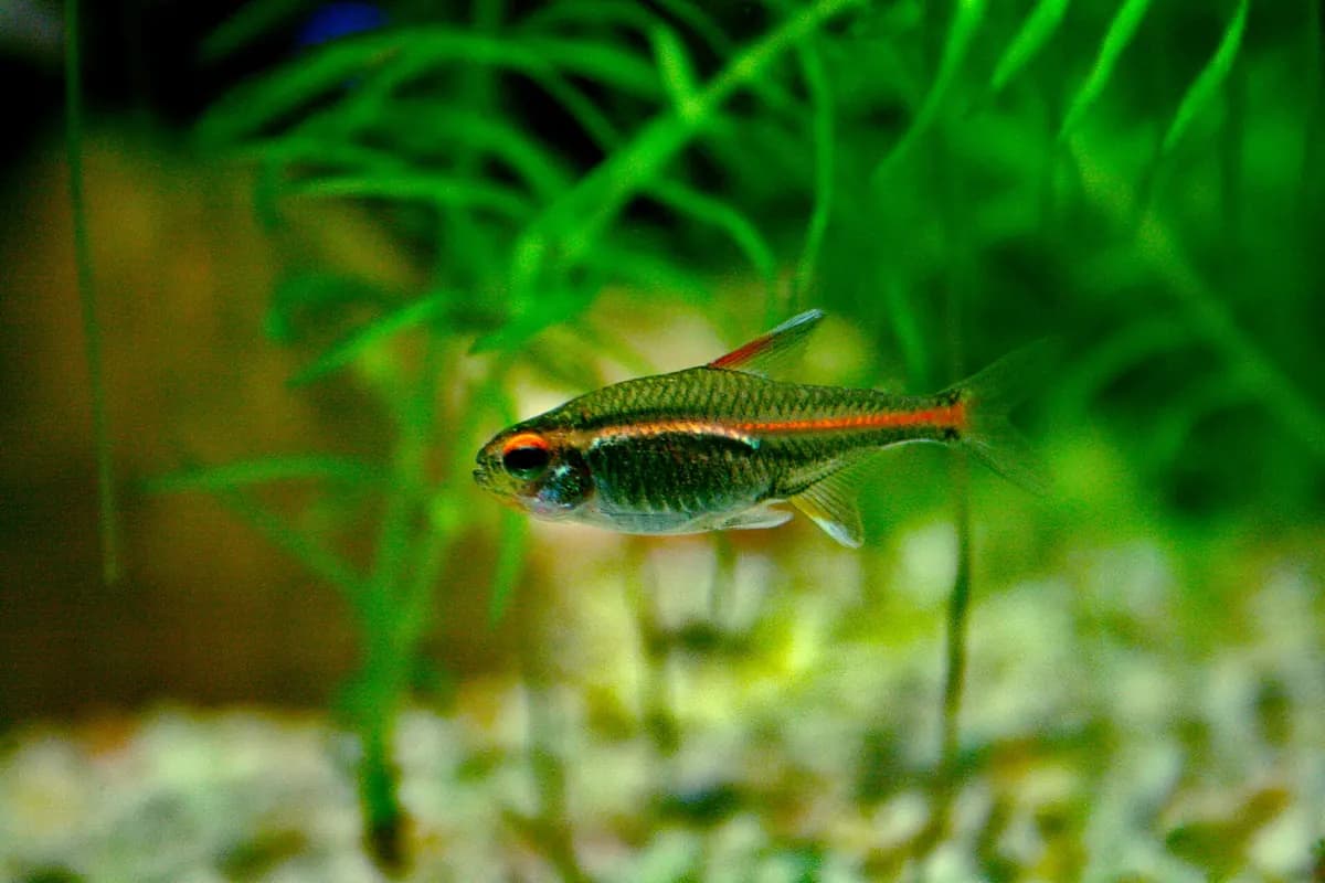 Ateşböceği tetra (Hemigrammus erythrozonus)