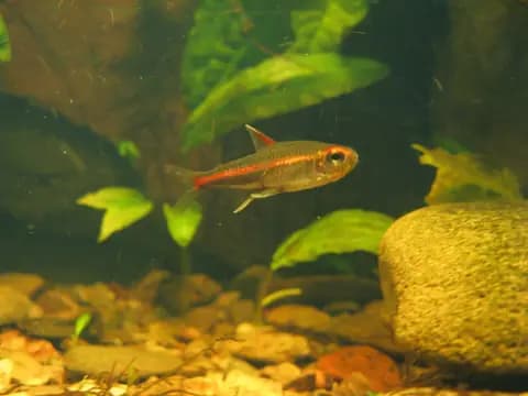 Ateşböceği tetra (Hemigrammus erythrozonus)