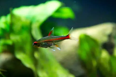Ateşböceği tetra (Hemigrammus erythrozonus)