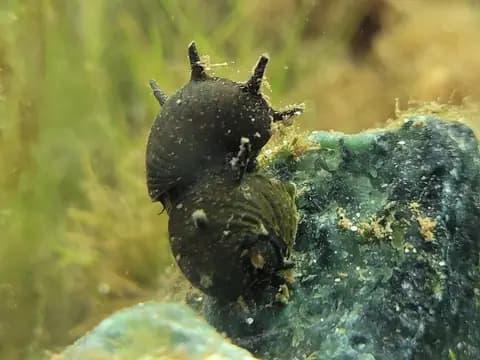 Boynuzlu neritina (Clithon corona)
