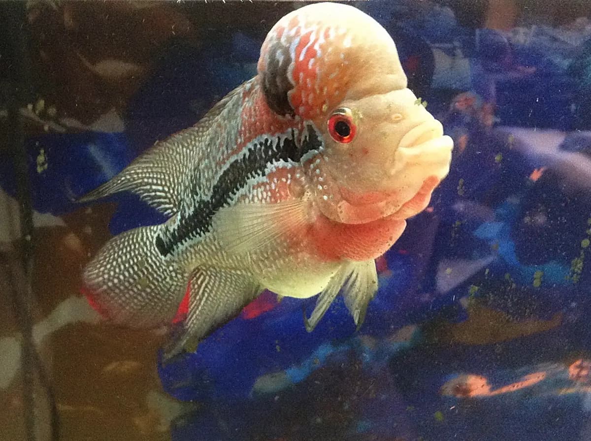Flowerhorn (melez ciklet)