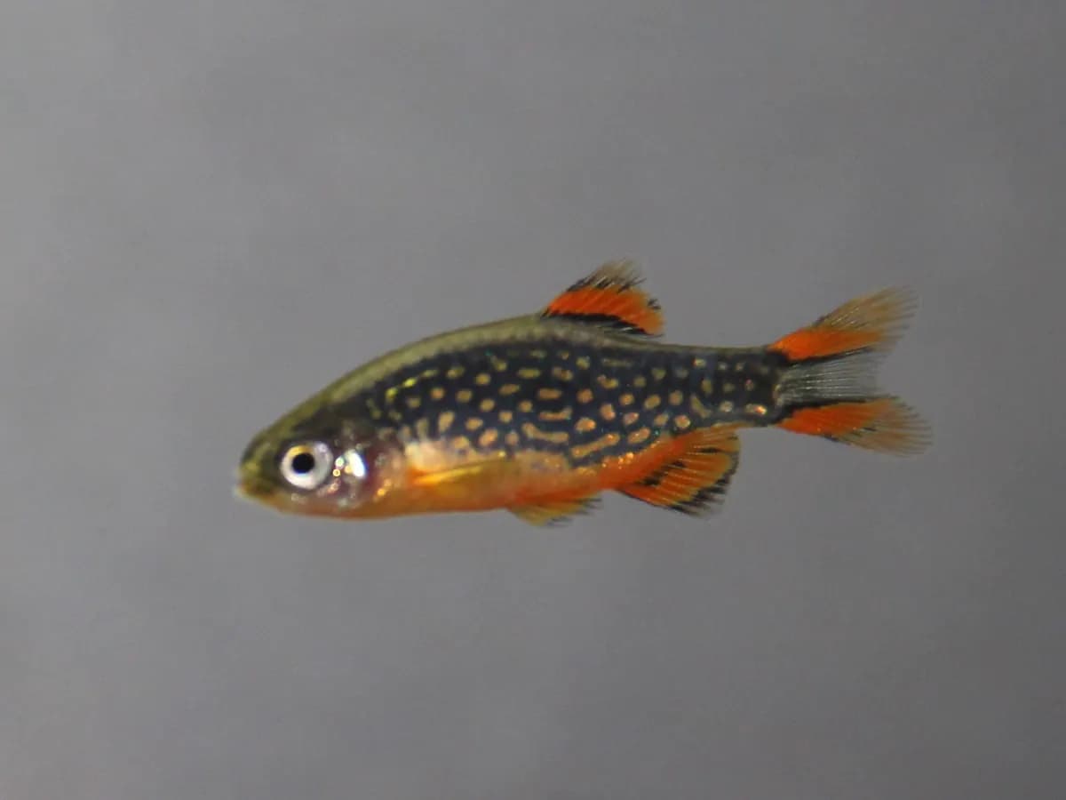 Galaksi rasbora (Danio margaritatus)