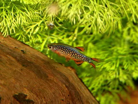 Galaksi rasbora (Danio margaritatus)
