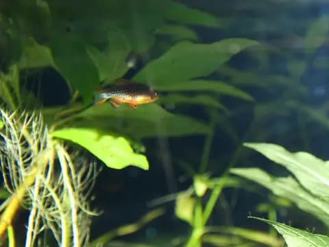 Galaksi rasbora (Danio margaritatus)