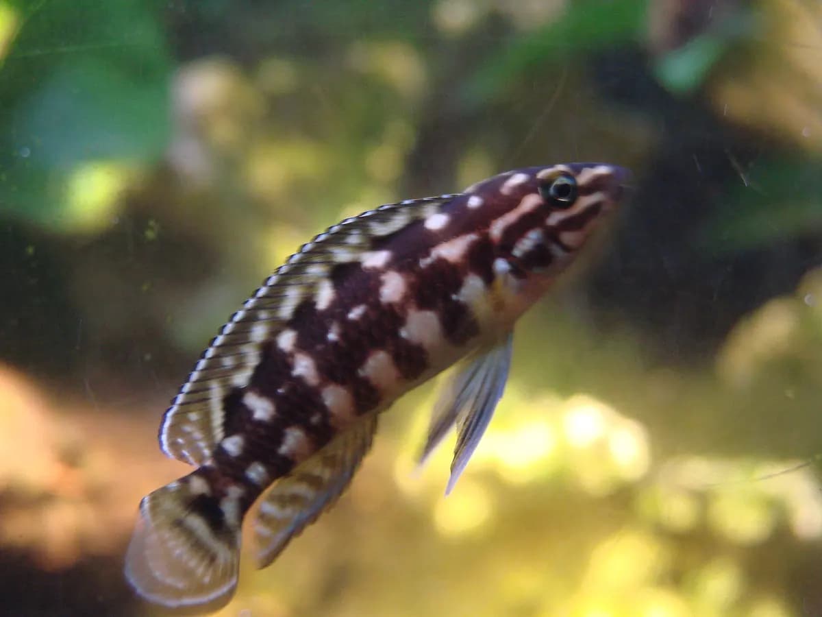 Julidochromis (Julidochromis marlieri)