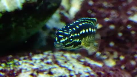 Julidochromis (Julidochromis marlieri)