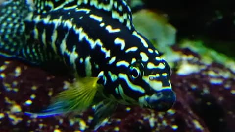 Julidochromis (Julidochromis marlieri)