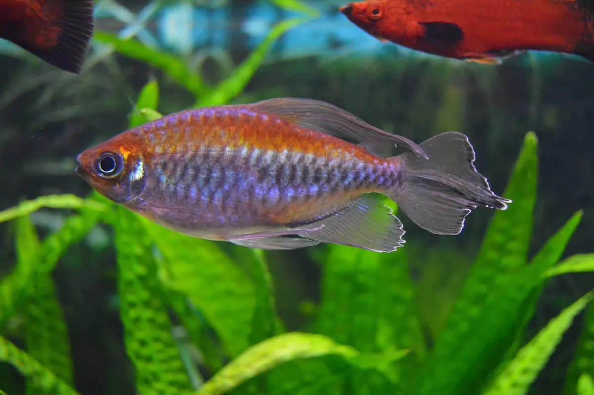 Kongo tetrası (Phenacogrammus interruptus)