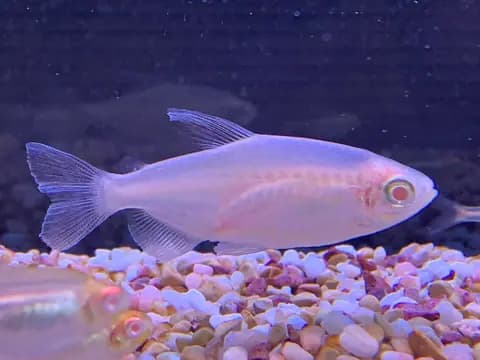 Kongo tetrası (Phenacogrammus interruptus)