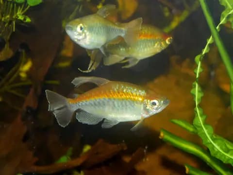 Kongo tetrası (Phenacogrammus interruptus)
