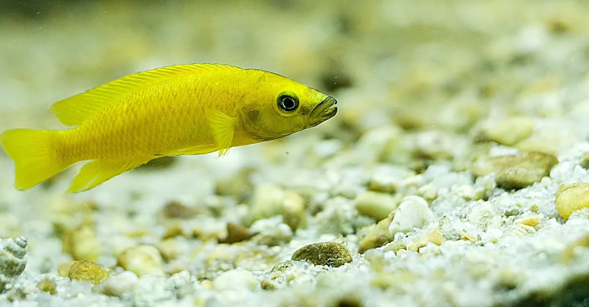 Limon ciklet (leleupi) (Neolamprologus leleupi)