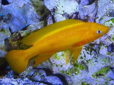 Limon ciklet (leleupi) (Neolamprologus leleupi)