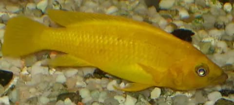 Limon ciklet (leleupi) (Neolamprologus leleupi)