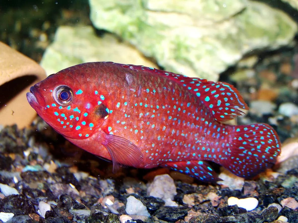 Mücevher ciklet (Hemichromis guttatus)