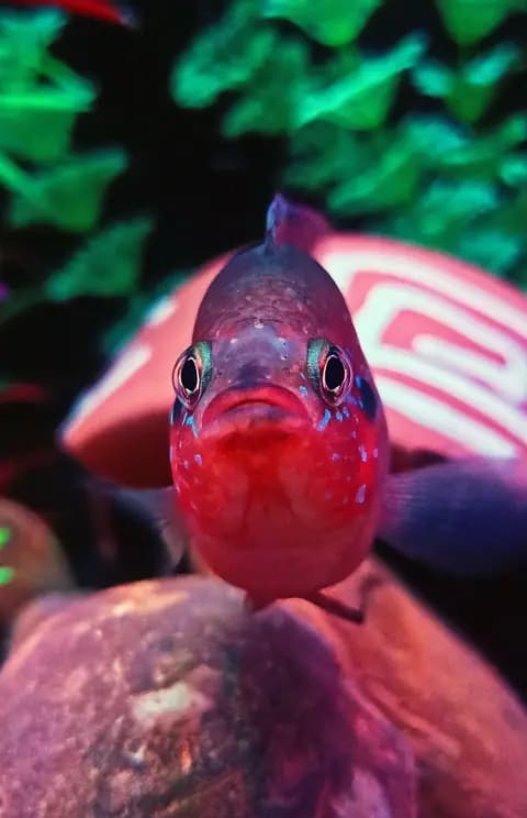 Mücevher ciklet (Hemichromis guttatus)
