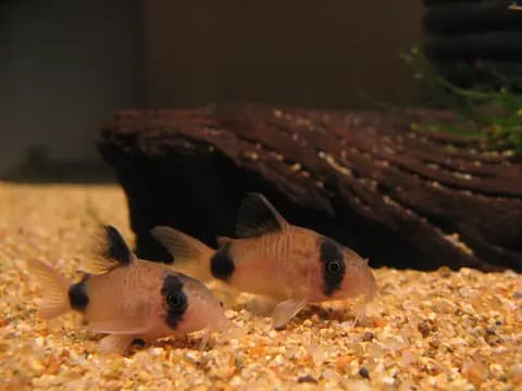 Panda corydoras (Corydoras panda)