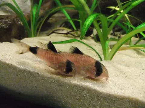 Panda corydoras (Corydoras panda)