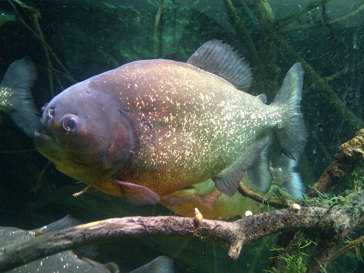 Pirana (Pygocentrus nattereri)