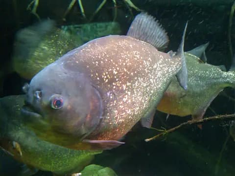 Pirana (Pygocentrus nattereri)