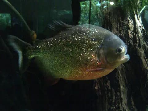 Pirana (Pygocentrus nattereri)