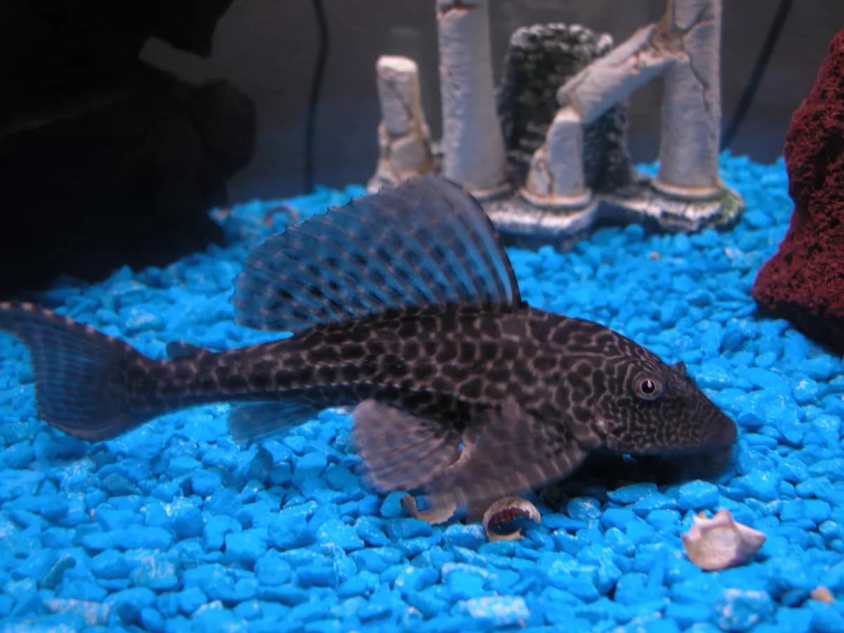 Vatoz (pleko) (Pterygoplichthys pardalis)