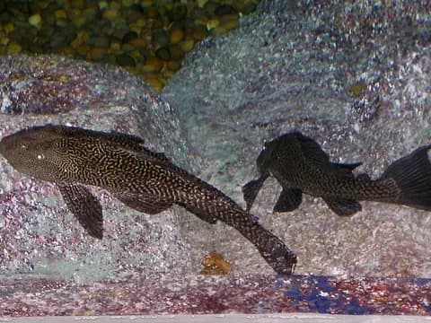 Vatoz (pleko) (Pterygoplichthys pardalis)