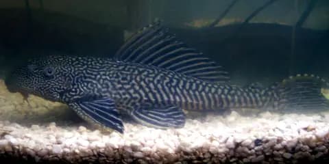 Vatoz (pleko) (Pterygoplichthys pardalis)