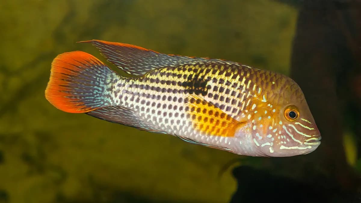 Yeşil terör (Andinoacara rivulatus)