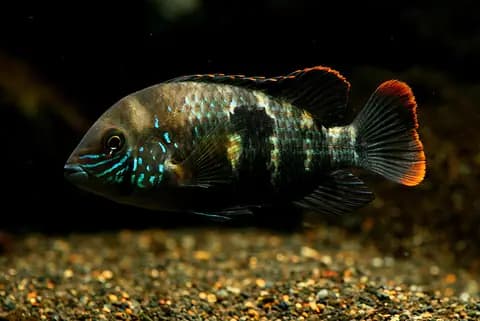 Yeşil terör (Andinoacara rivulatus)