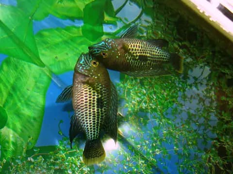 Yeşil terör (Andinoacara rivulatus)