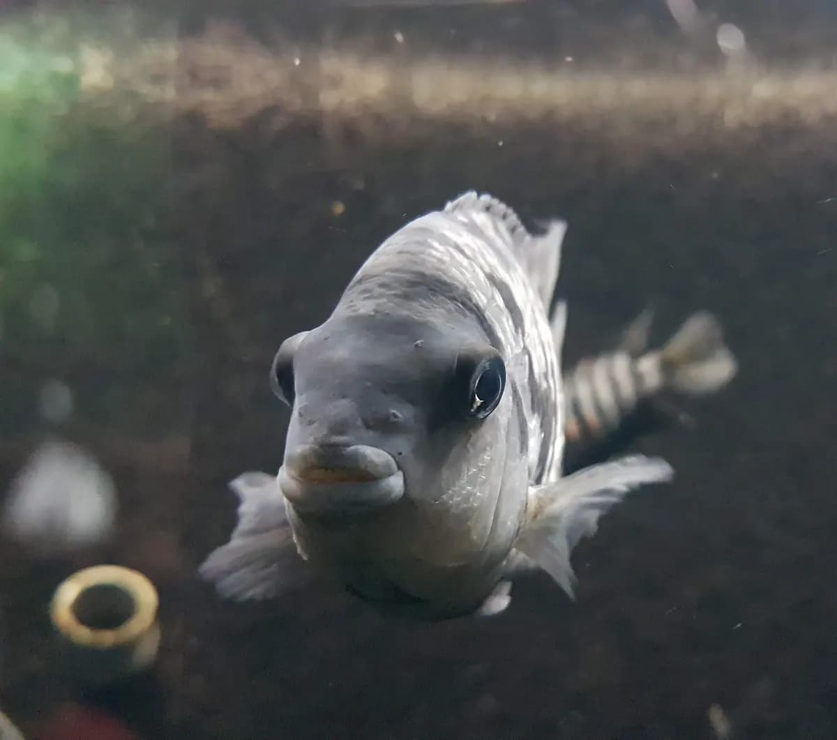 Zebra ciklet (Amatitlania nigrofasciata)